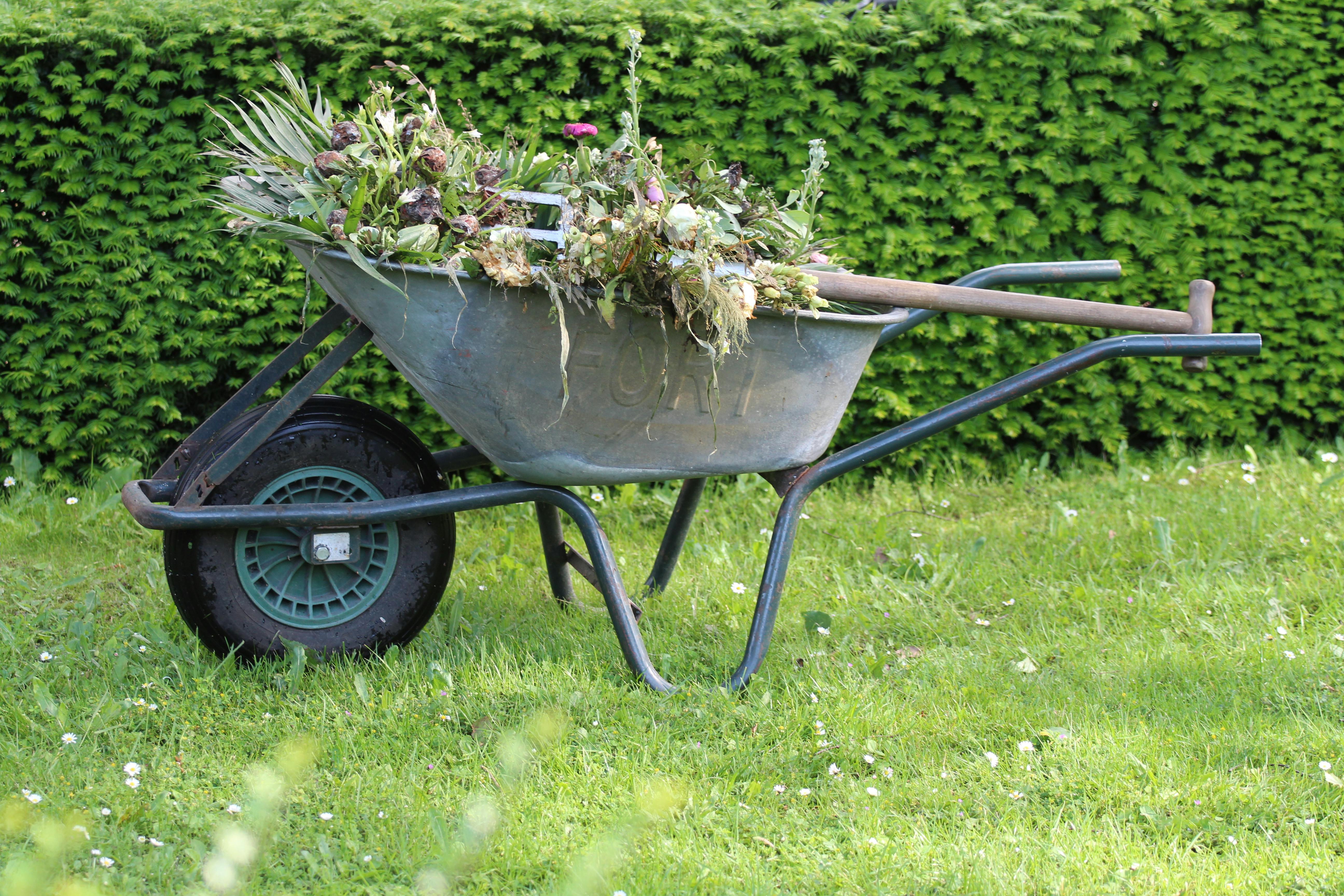 A lush vegetable garden